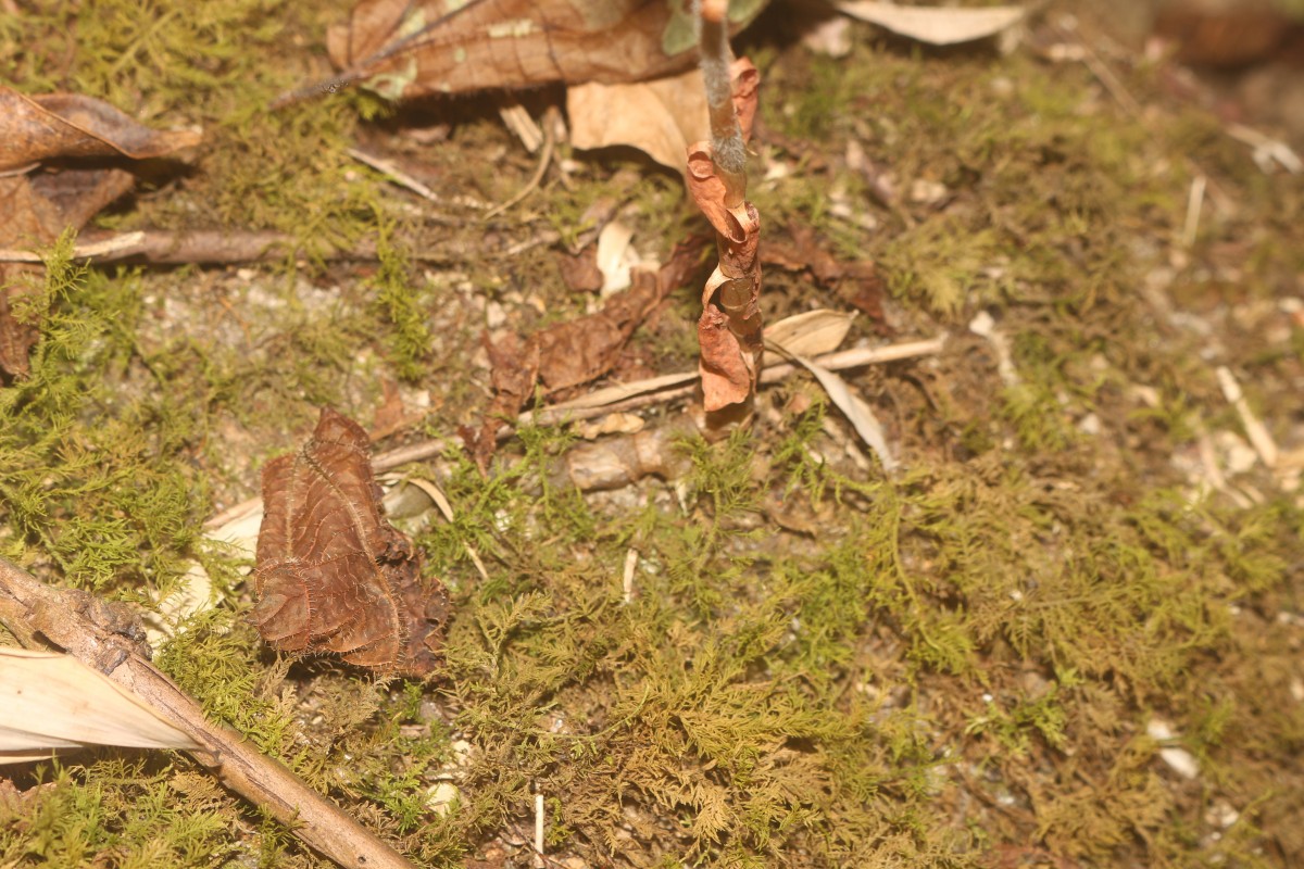 Cheirostylis parvifolia Lindl.